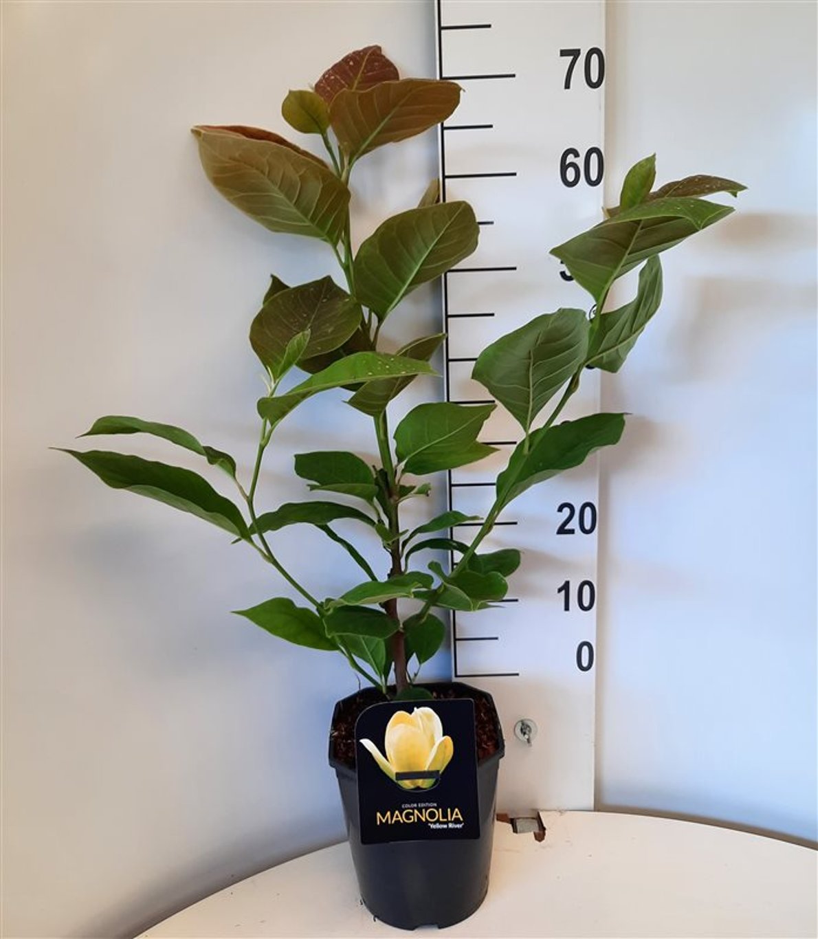 Magnolia 'Yellow River' - C5 50-60 CM